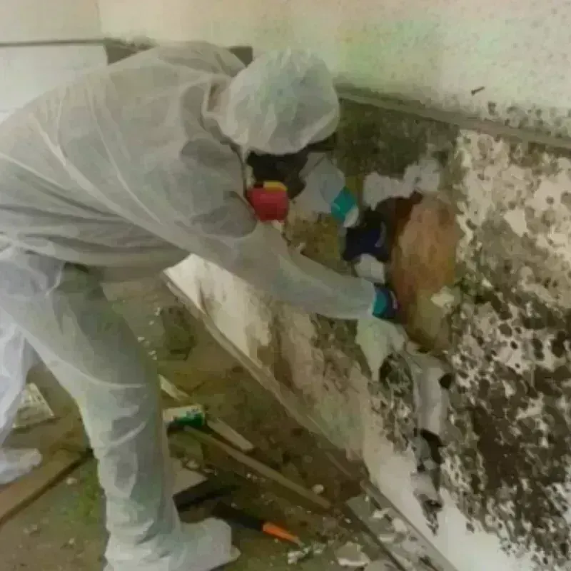 Mold Remediation and Removal in Porterdale, GA